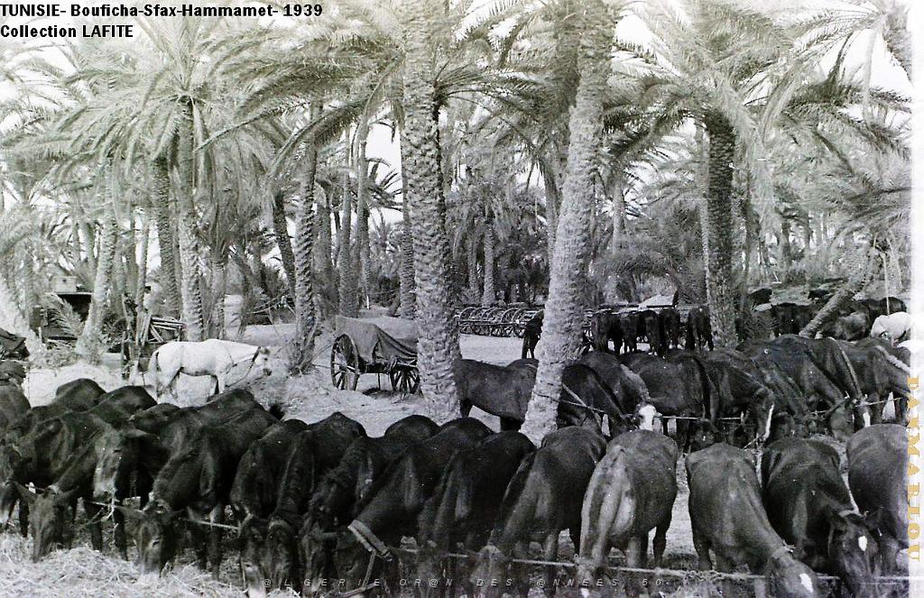 TUNISIE 1939  66 EME  REGIMENT D ARTILLERIE (31).JPG